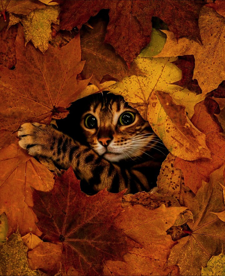 leaf cat