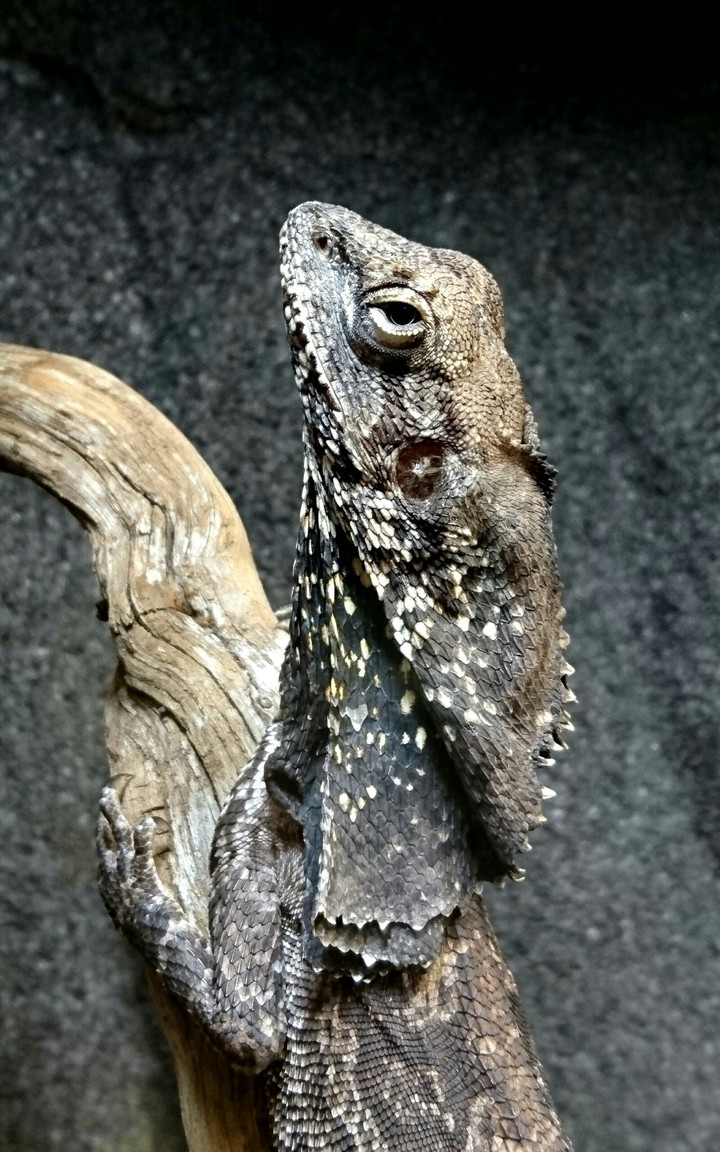 Lizard