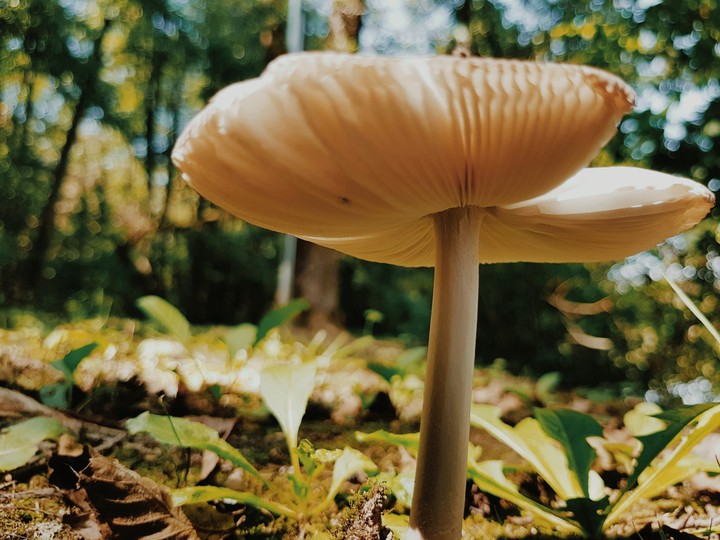 mushroom