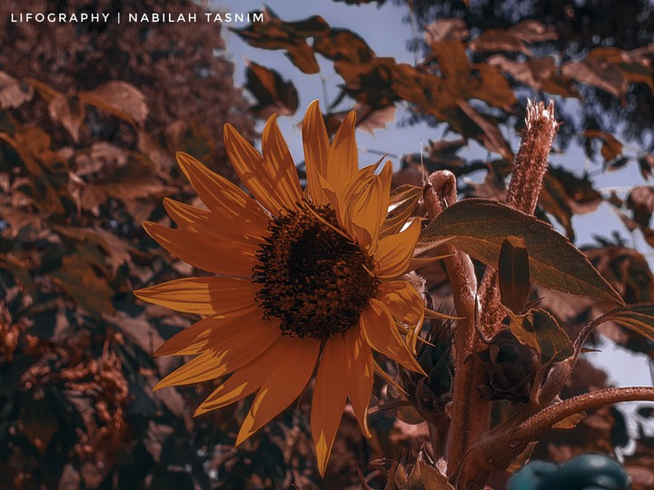 Sunflower Aesthetic