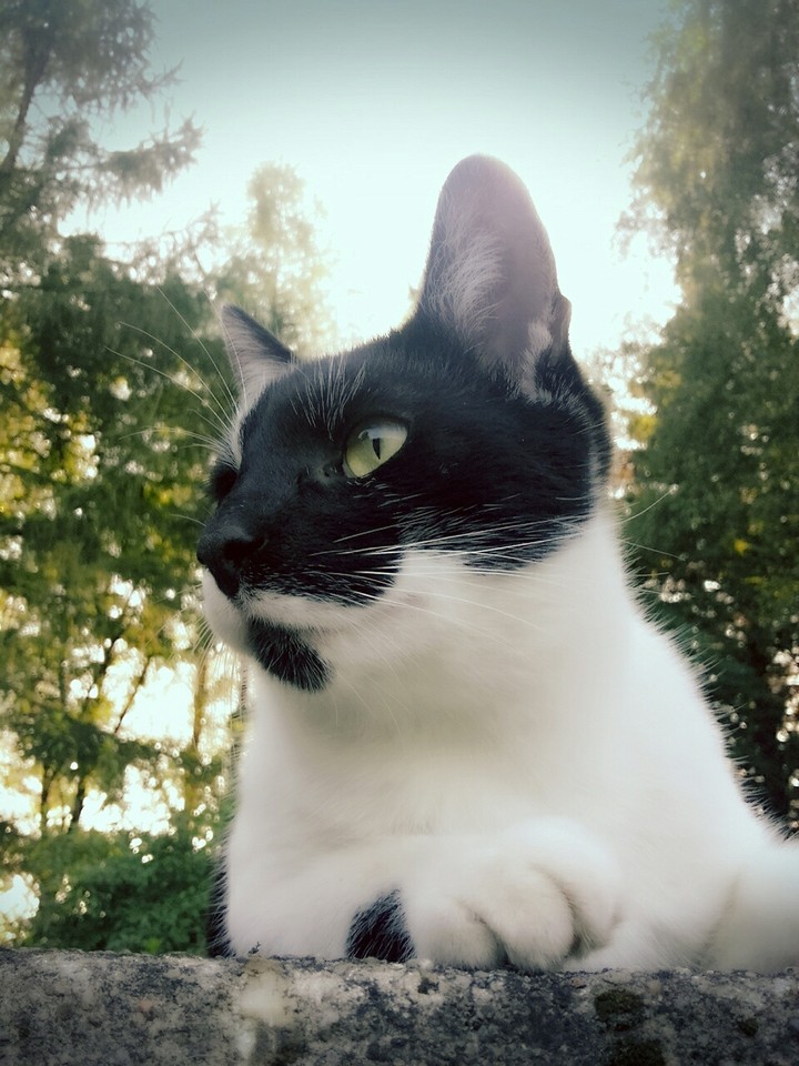 cat