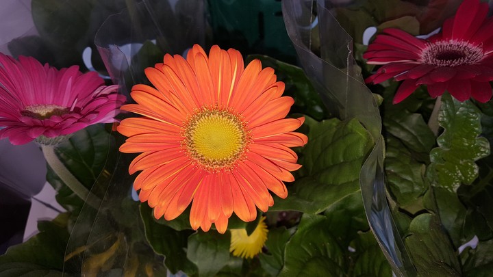 flower