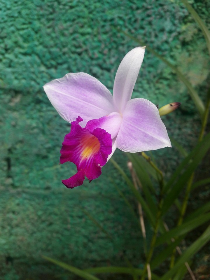 orchids in the wild