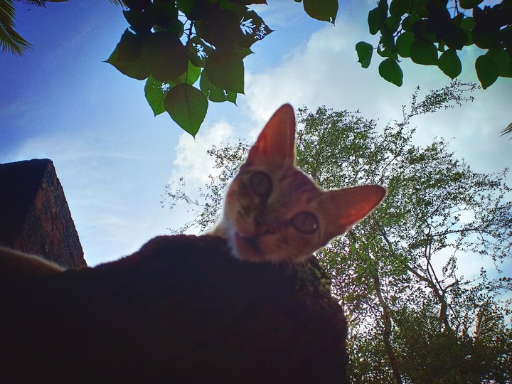 cat
