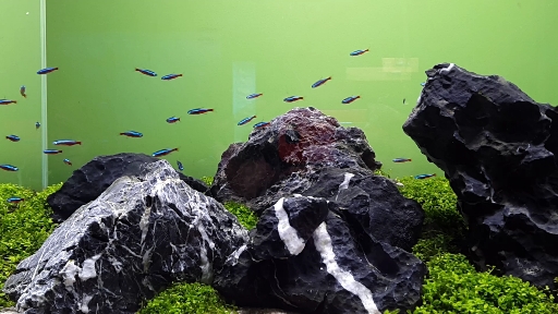 tropical fish