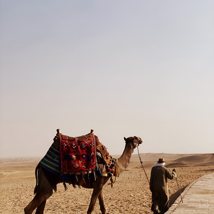 camel