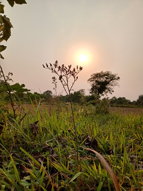 Evening shades