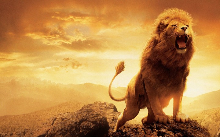 lion