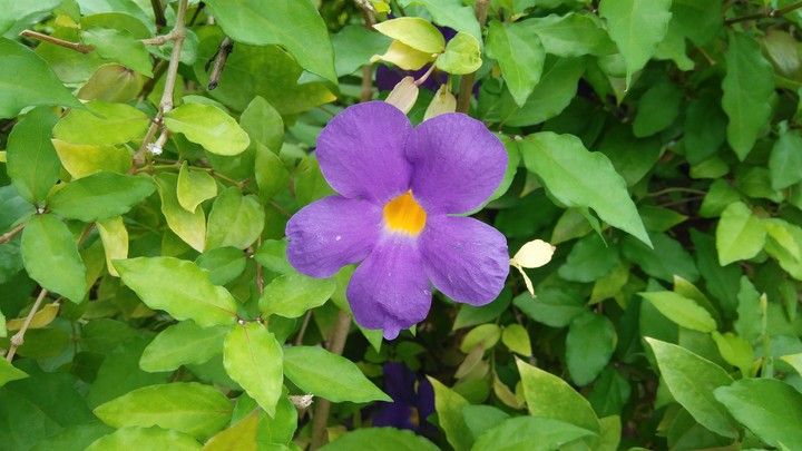 Green Purple