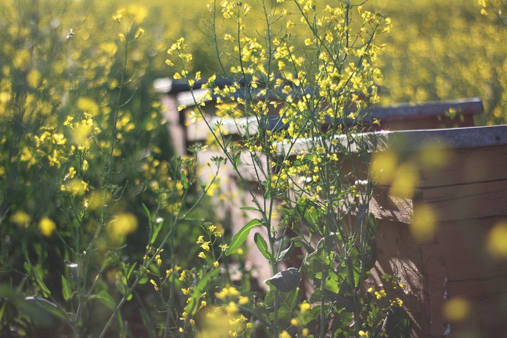 Beehives in nature