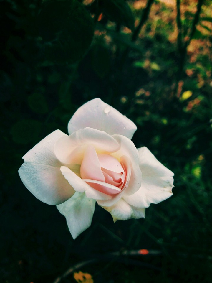 White Rose