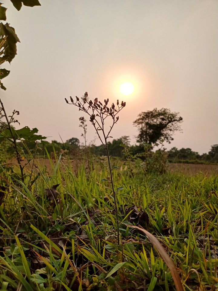 Evening shades