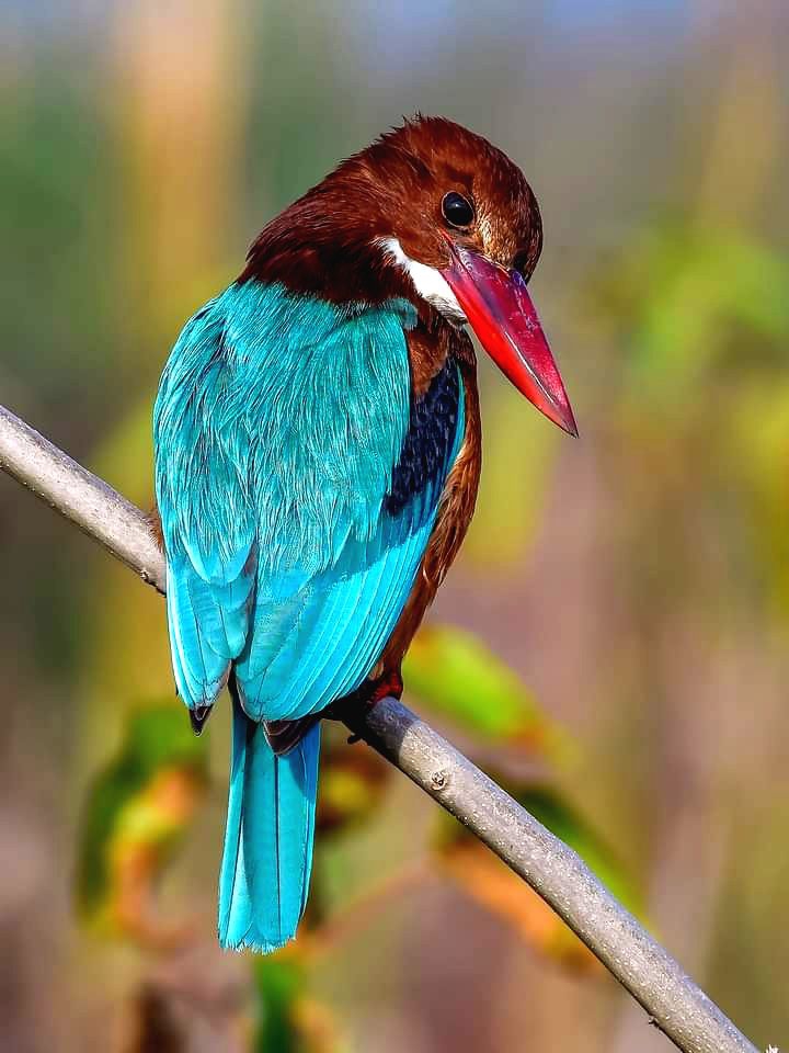 Colorful