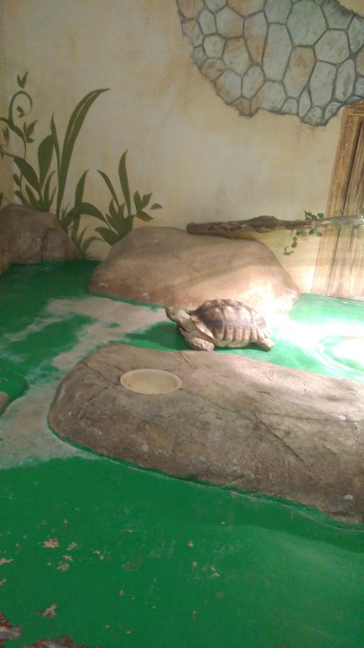 거북이
