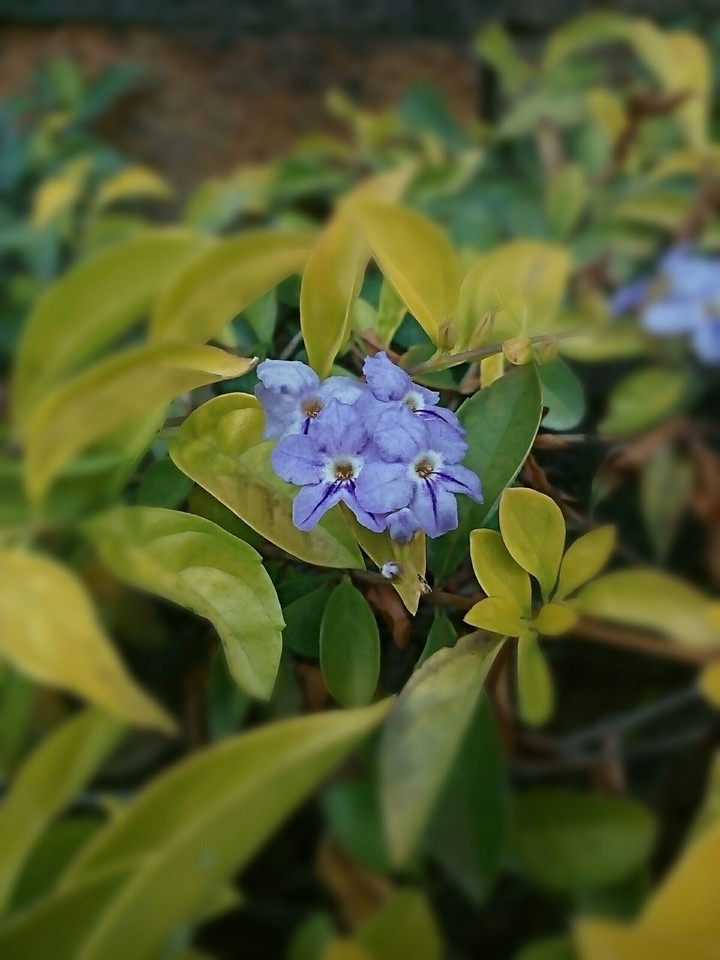 cute purple flower