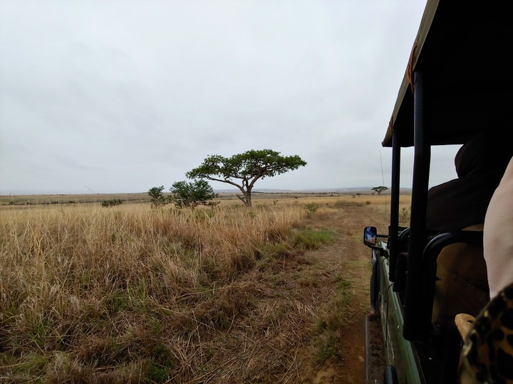 Safari1