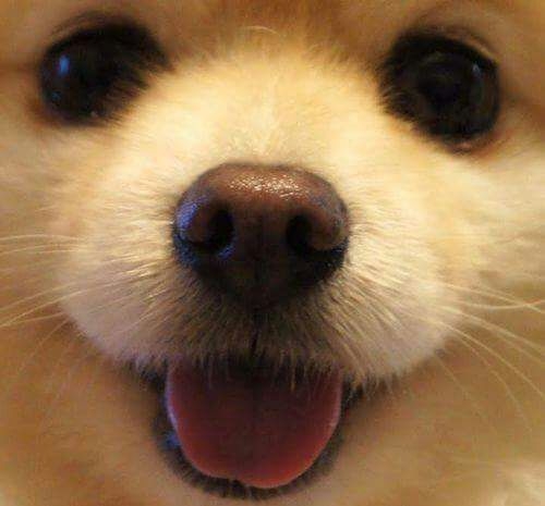Cane