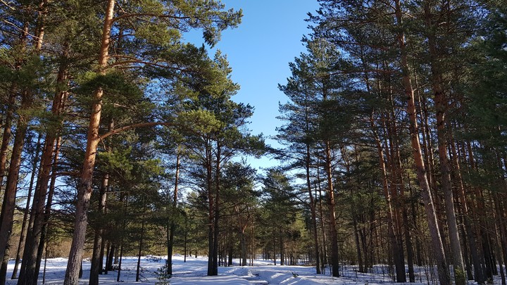 весна