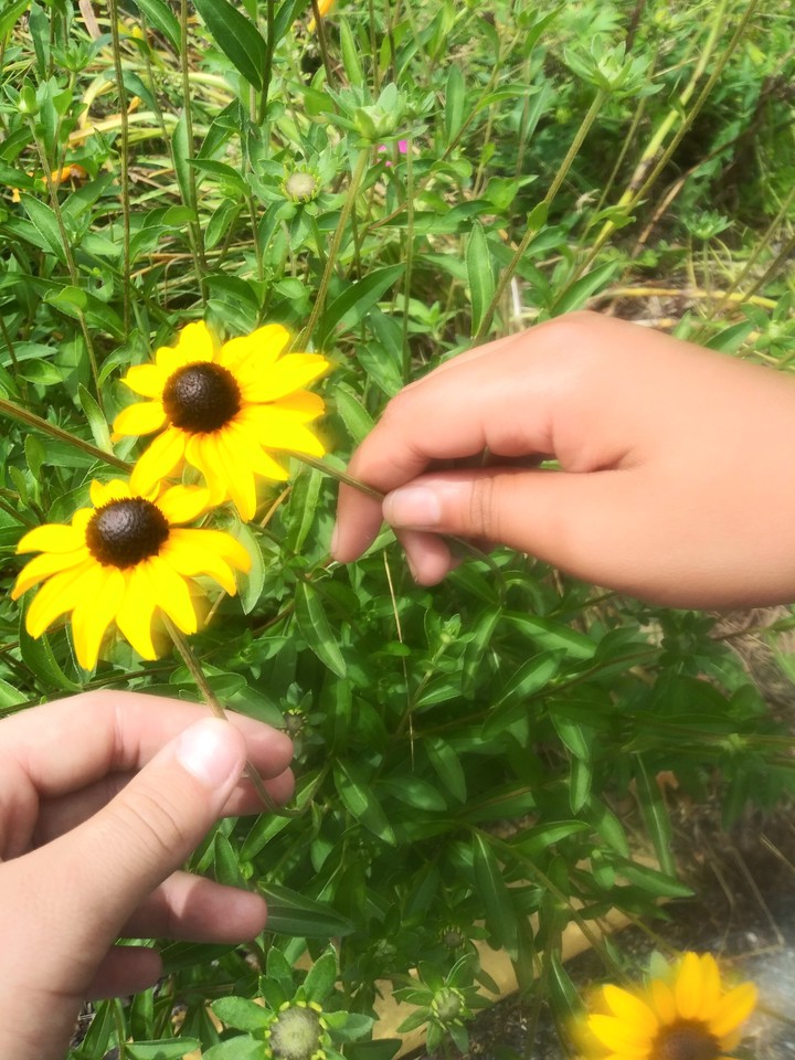 the flower is a black-eyed Susans me and my little sister
