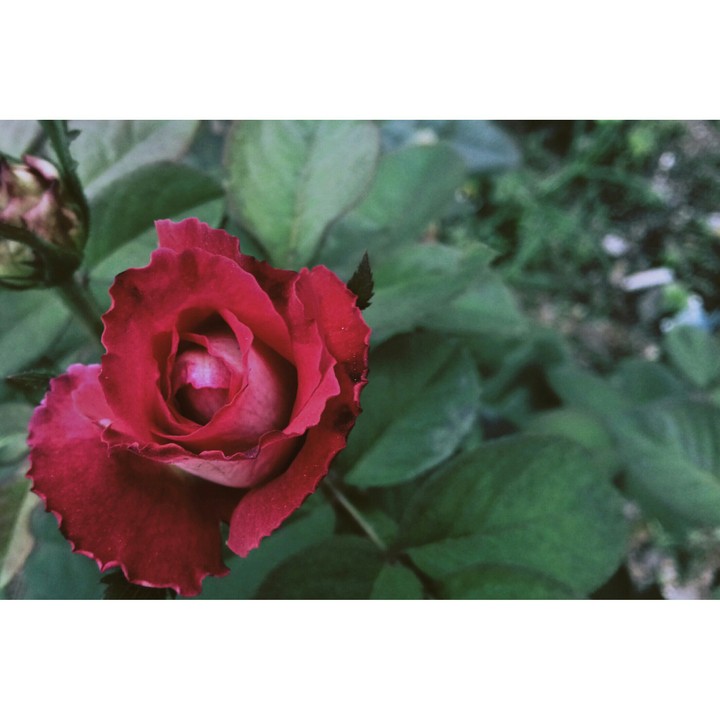 rose