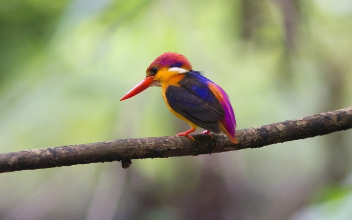 bird