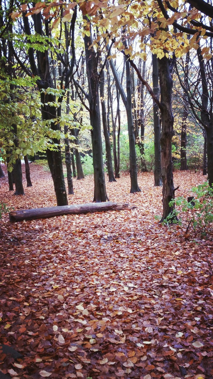 Autumn leaves