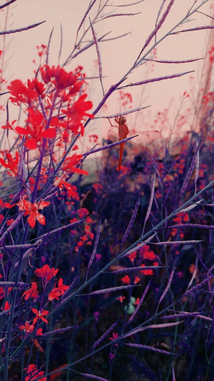 Mobile photography
