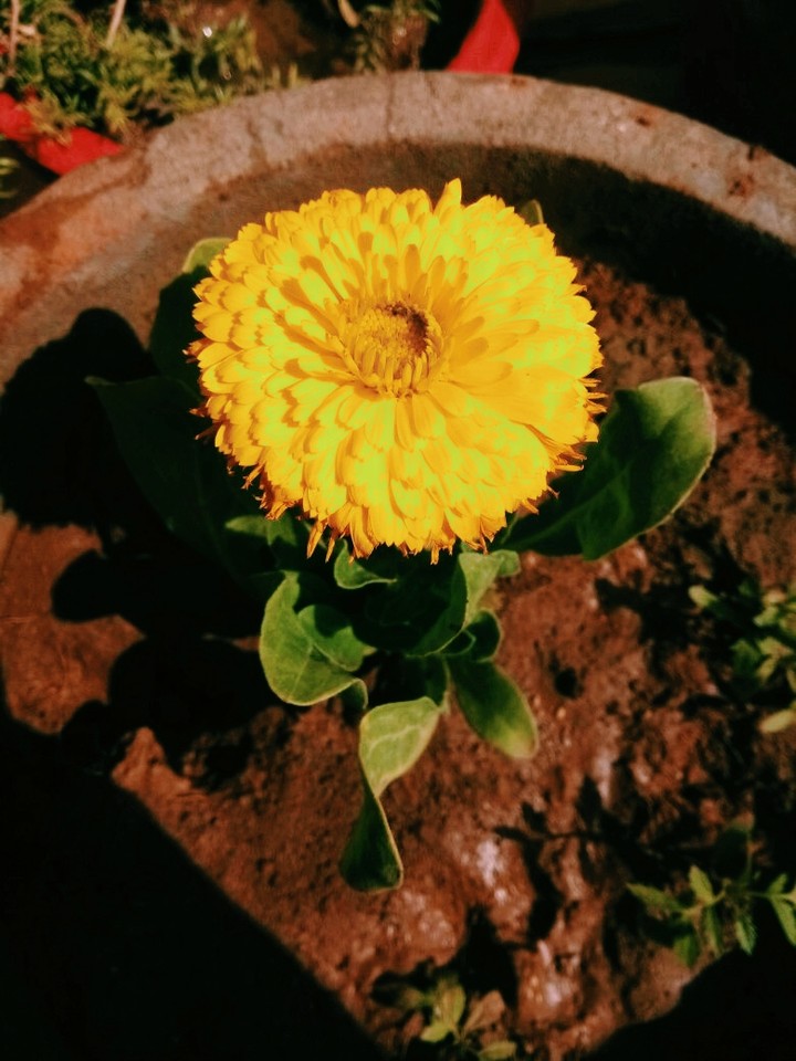 flower