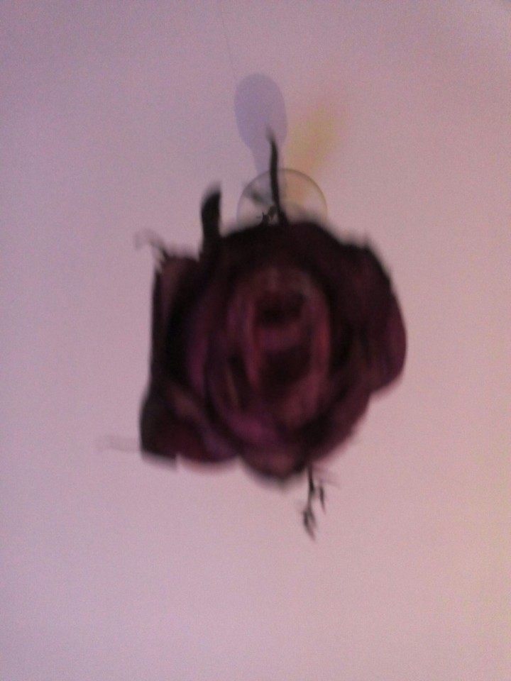 rose