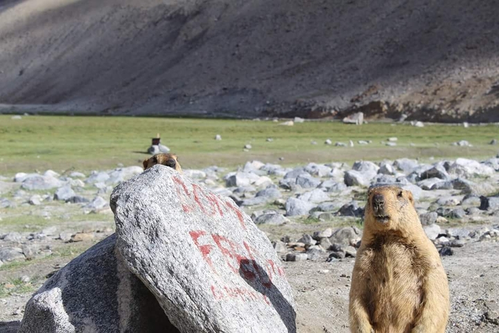Marmot