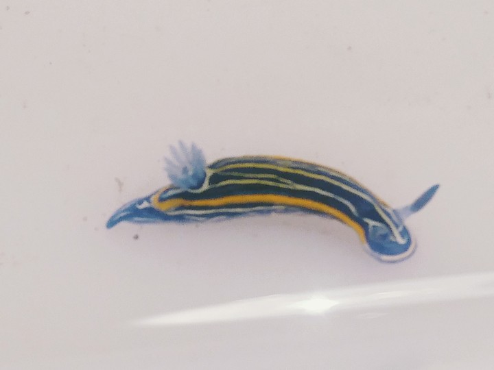 Nudibranquio