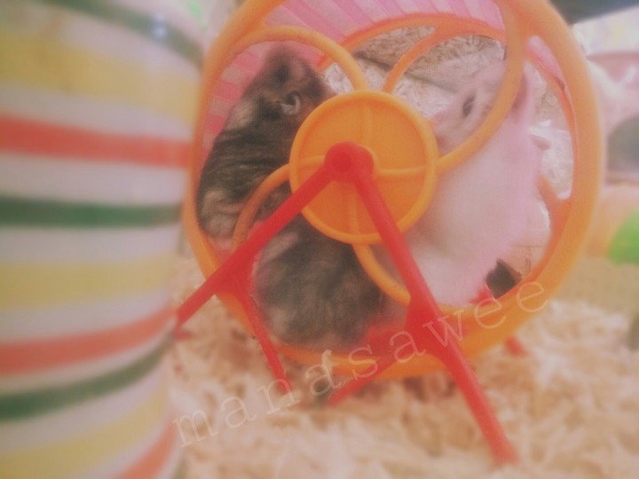 hamsters
