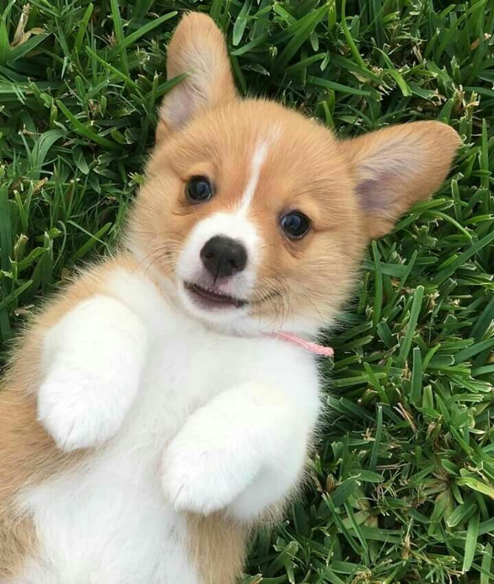puppy ❤