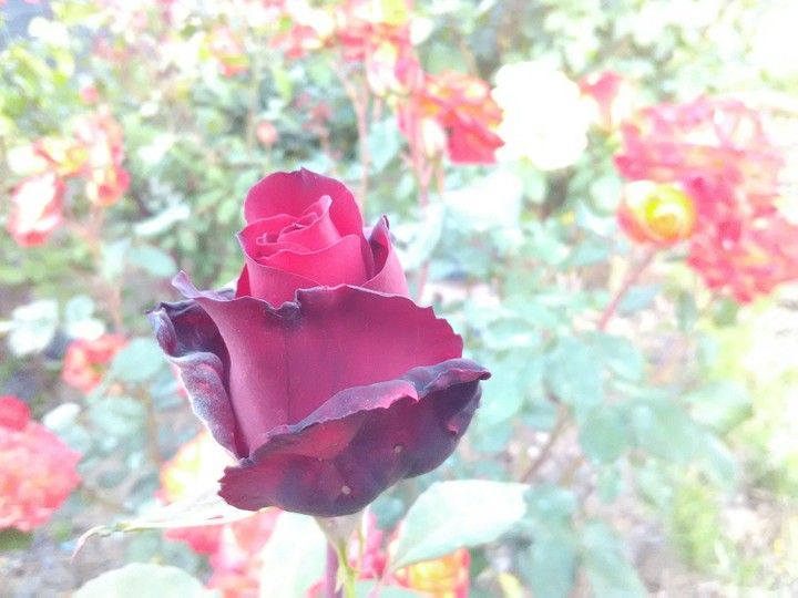 Rose