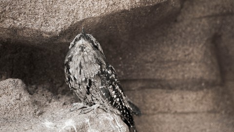 обои bird, wood