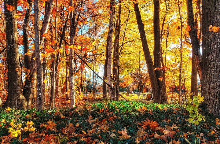 fall colors