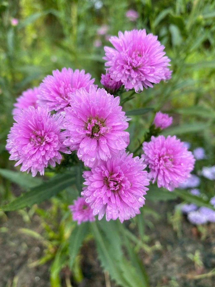 Pink flowers