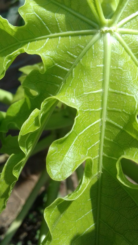 leaf