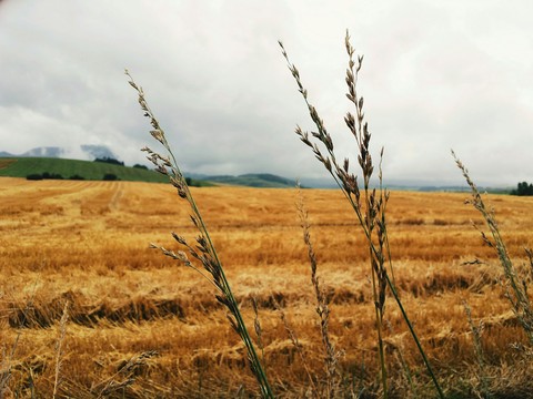 farmlands, grain