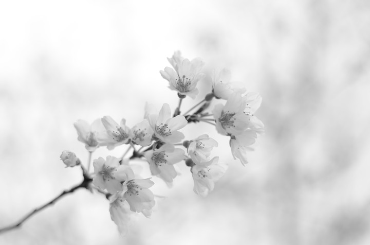 색 잃은 벚꽃