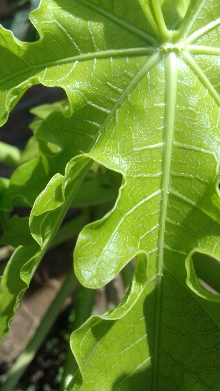 leaf