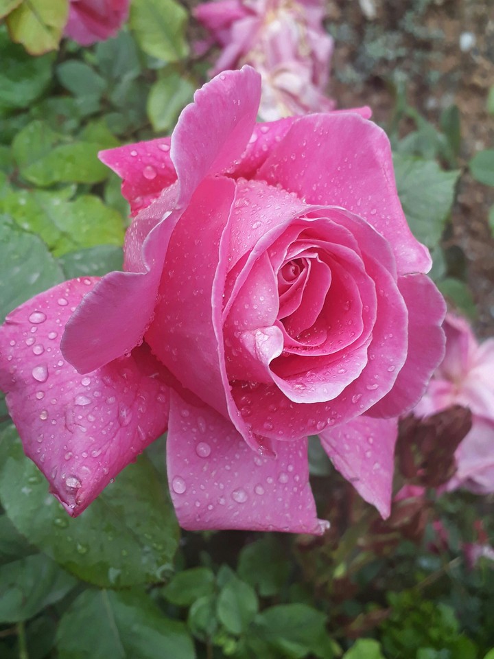 flower