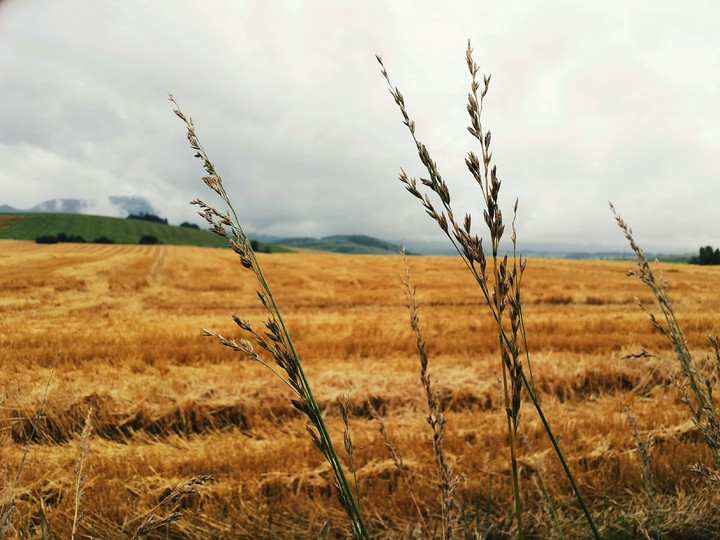 farmlands,  grain