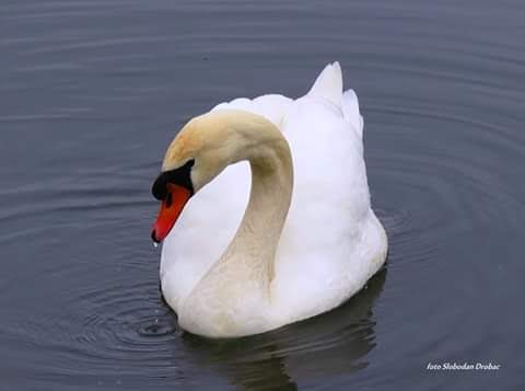 swan