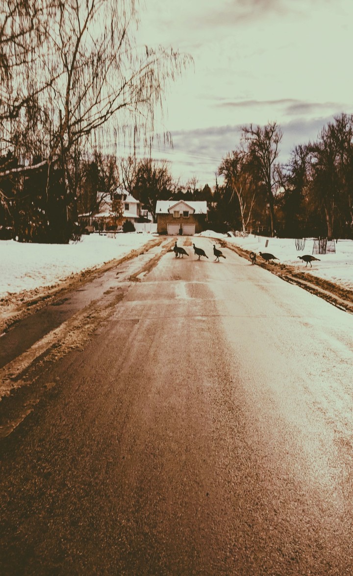 To get to the other side?