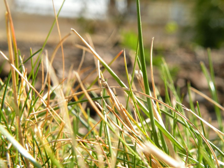 Grass