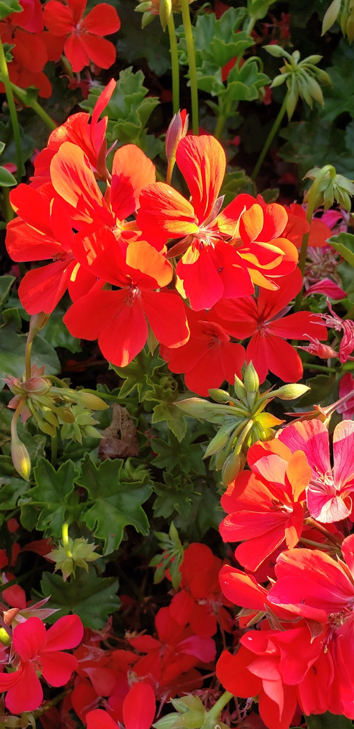 Vibrant