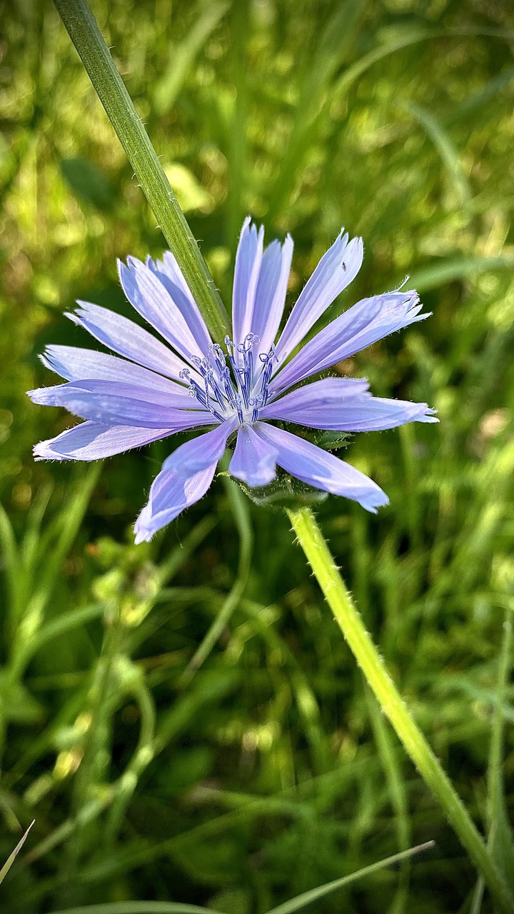 just blue