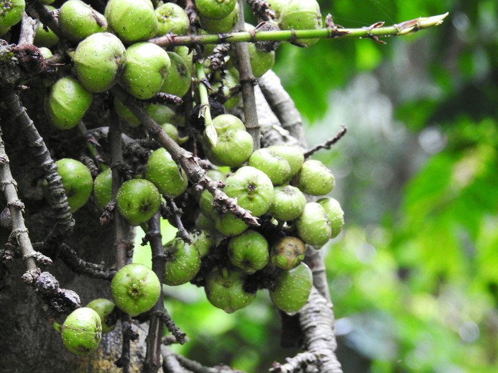 Fruit