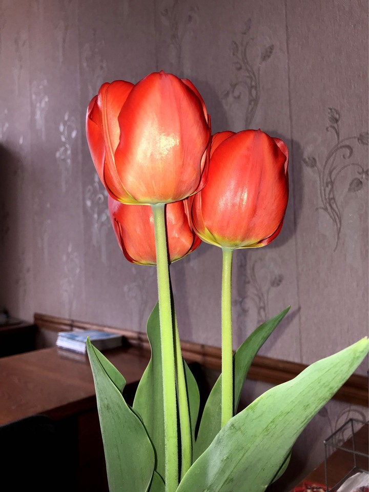 Tulips